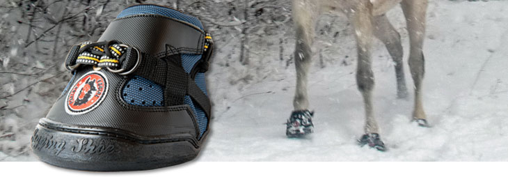 Equine Jogging Shoes » Performance 