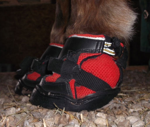 Equine Jogging Shoes » Boot For Horse 