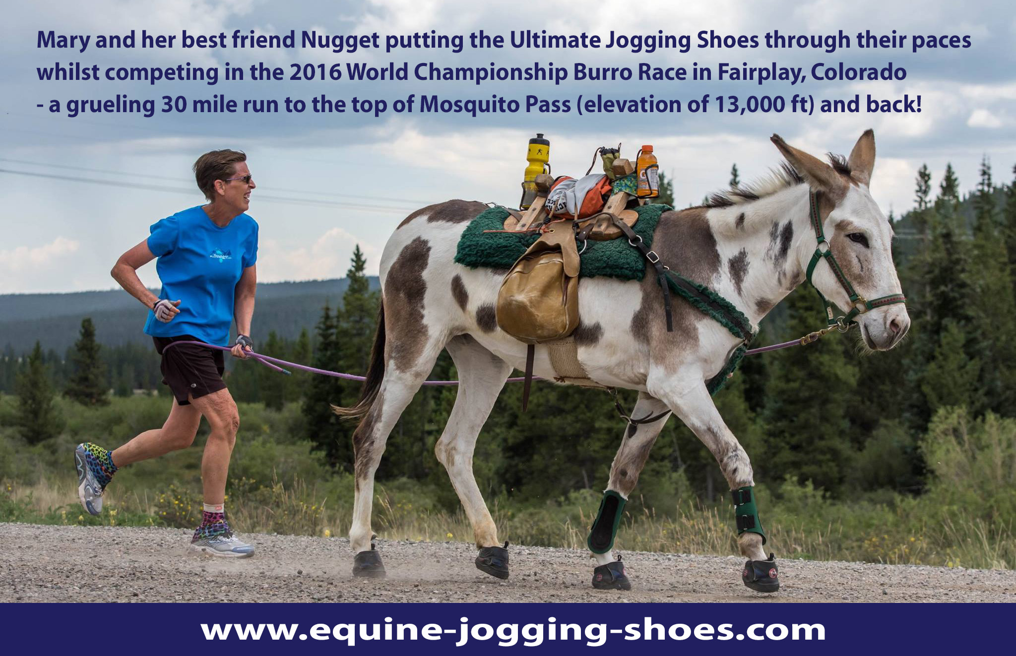 Equine Jogging Testimonials